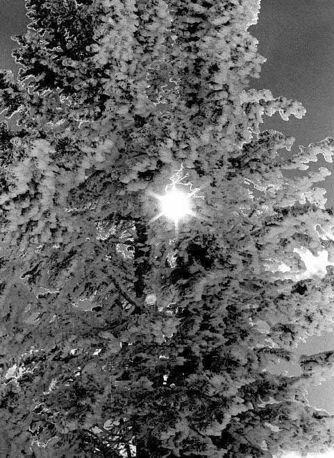 Starlight Winter. I was out skiing one day when I glanced back and noticed how the sun was making a starburst pattern in the middle of this ice encrusted evergreen tree.